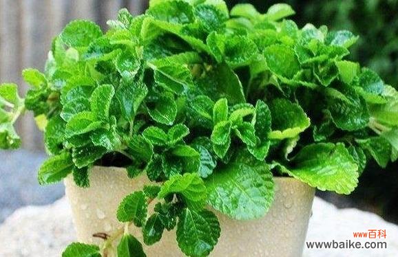 清新芬芳 薄荷花的花语之美与祝福