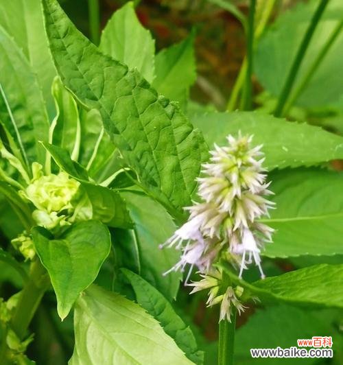 清新芬芳 薄荷花的花语之美与祝福