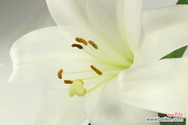 百合干叶子是怎么回事