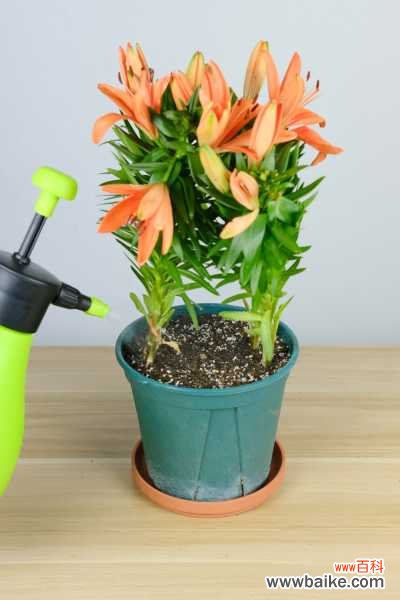 百合干叶子是怎么回事