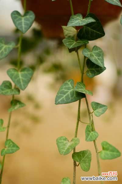 常春藤干叶子是怎么回事