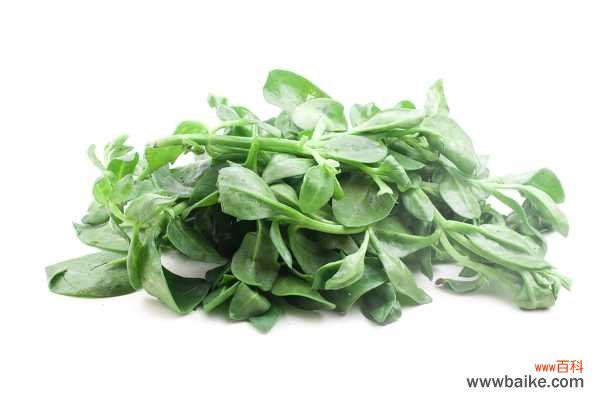 牡丹吊兰烂根怎么回事