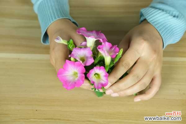 矮牵牛干叶子是怎么回事