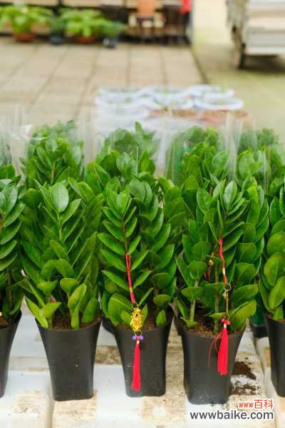 金钱树烂根不换土行吗