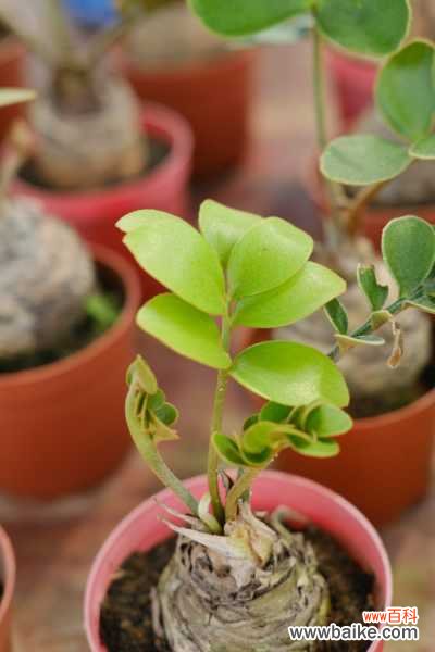 金钱树烂根不换土行吗