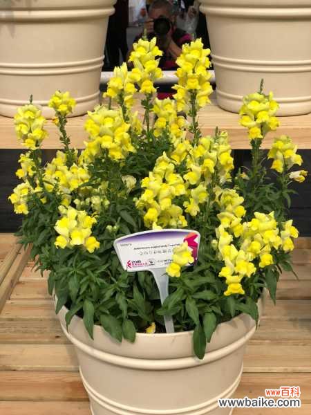 金鱼草黄叶的原因和处理办法