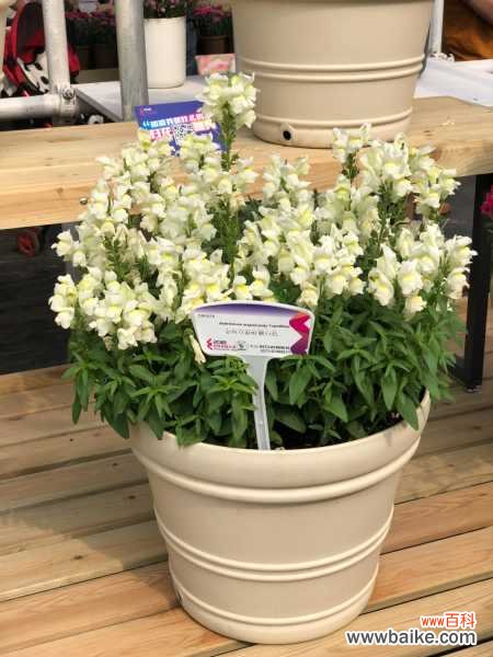 金鱼草黄叶的原因和处理办法