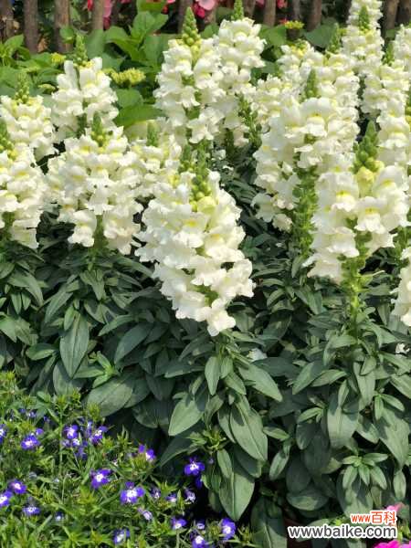 金鱼草黄叶的原因和处理办法