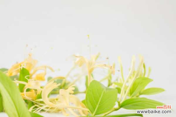 金银花黄叶的原因和处理办法