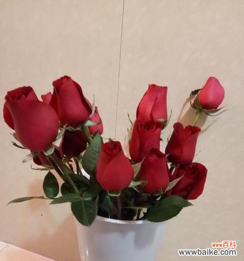 揭秘肯尼亚红玫瑰的浪漫花语 肯尼亚红玫瑰花语