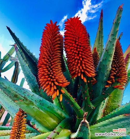 孔雀芦荟的花语和寓意赋予我们的意义 孔雀芦荟花语之美丽与祝福