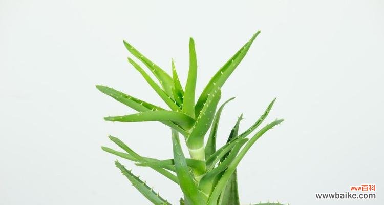 孔雀芦荟的花语和寓意赋予我们的意义 孔雀芦荟花语之美丽与祝福