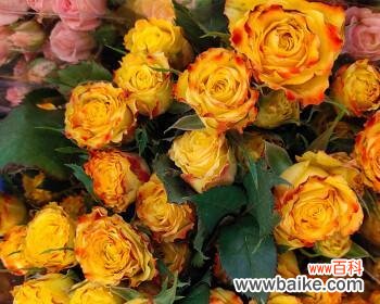 狂欢泡泡玫瑰花语的魅力与意义 狂欢泡泡玫瑰花语