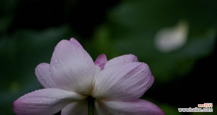 探寻蓝荷花的神秘语言 蓝荷花的花语与寓意