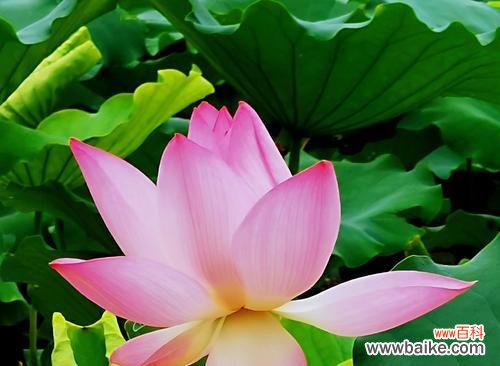 探寻蓝荷花的神秘语言 蓝荷花的花语与寓意