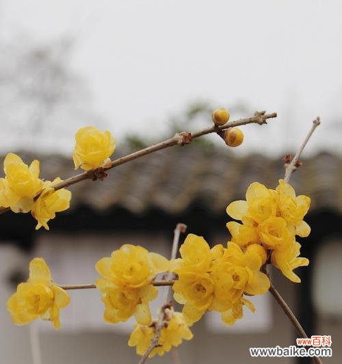 传递温暖和坚韧的奇迹之花 腊梅花语与其寓意