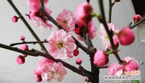 传递温暖和坚韧的奇迹之花 腊梅花语与其寓意