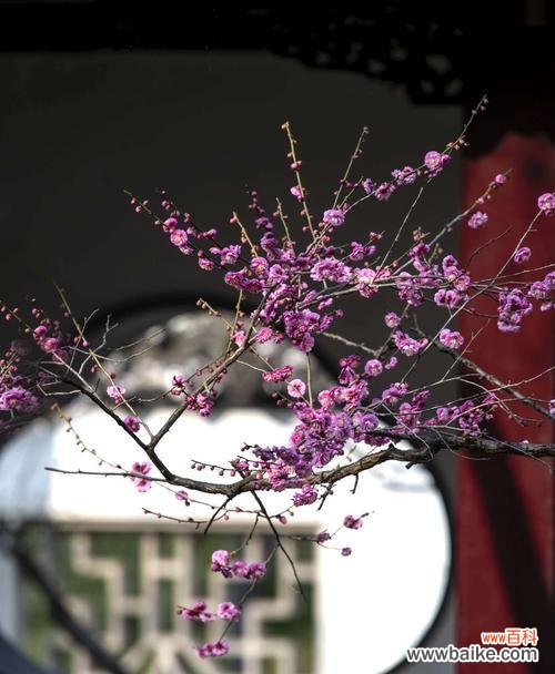 传递温暖和坚韧的奇迹之花 腊梅花语与其寓意