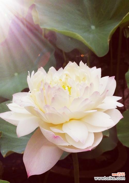 唤醒心底的温柔 蓝荷花的花语——清雅的纯真与宁静