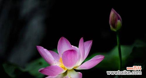 唤醒心底的温柔 蓝荷花的花语——清雅的纯真与宁静