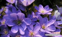 探索蓝色非洲菊花的花语之美 蓝色非洲菊花的美丽与寓意