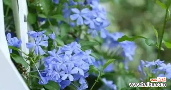 蓝色兰花的深意与传承 蓝色兰花花语——生命的守望