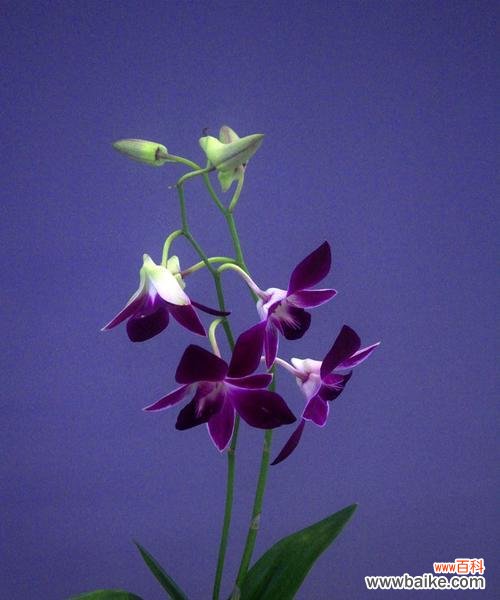蓝色兰花的深意与传承 蓝色兰花花语——生命的守望
