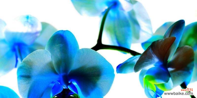 蓝色兰花的深意与传承 蓝色兰花花语——生命的守望