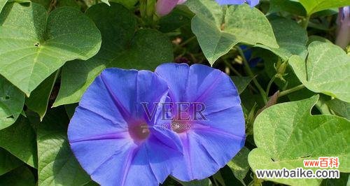 寻找心灵的宁静与平衡 蓝色牵牛花的花语与寓意