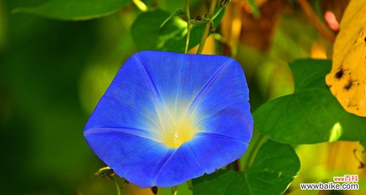 寻找心灵的宁静与平衡 蓝色牵牛花的花语与寓意