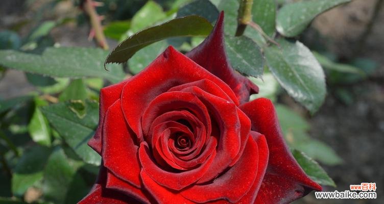 探索19朵红色玫瑰花背后的故事 19朵红色玫瑰花的寓意和传说