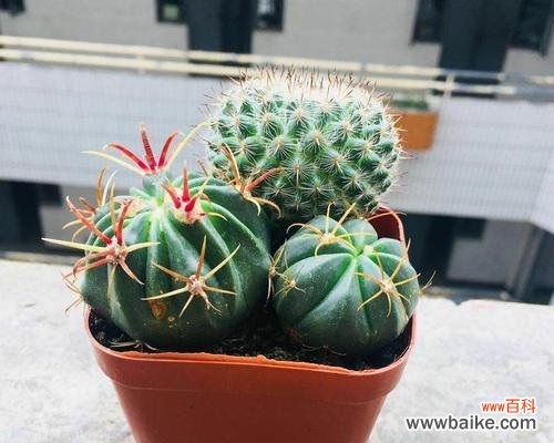 探寻仙人球花的神秘面纱,了解其真正的含义 仙人球花语的含义及解读