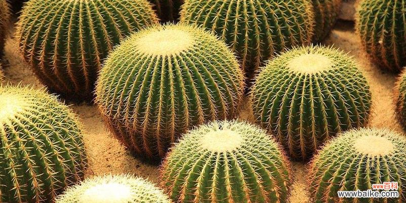 探寻仙人球花的神秘面纱,了解其真正的含义 仙人球花语的含义及解读