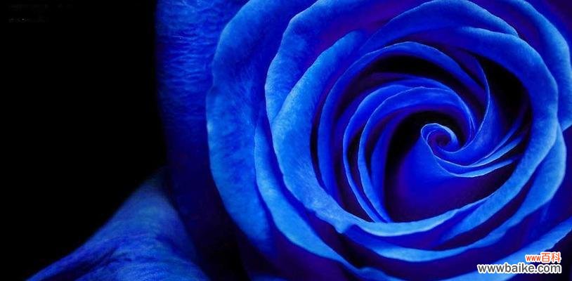 妖艳与神秘的花,背后隐藏的故事与象征 蓝玫瑰的花语与传说