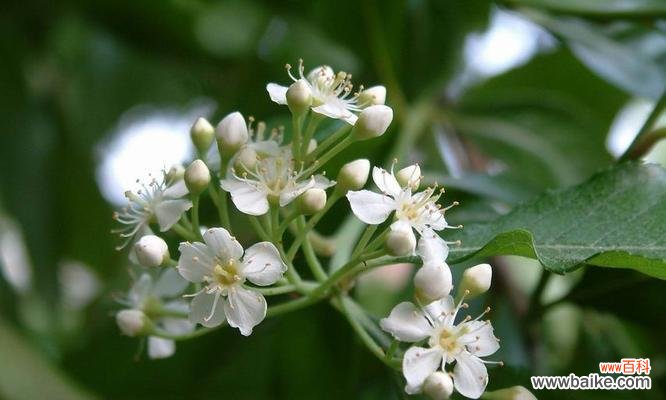 坚定不移的石楠花在人生道路上的启示 石楠花的花语——坚定不移