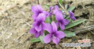 揭秘紫花地丁的神秘语言，探索不同的寓意 紫花地丁花语及其寓意