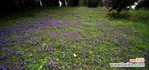 揭秘紫花地丁的神秘语言，探索不同的寓意 紫花地丁花语及其寓意