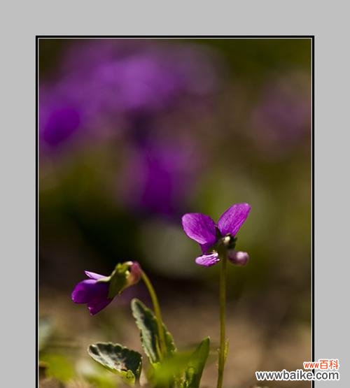 揭秘紫花地丁的神秘语言，探索不同的寓意 紫花地丁花语及其寓意