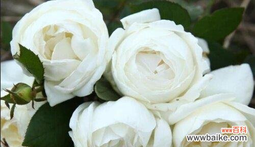 探秘白玫瑰的美丽与深刻含义 白玫瑰花语与寓意