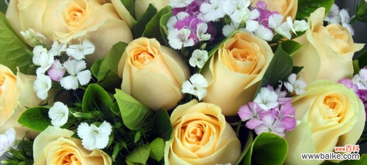 从爱情到祝福，解读不同数量玫瑰花的意义 玫瑰花数量所蕴含的含义