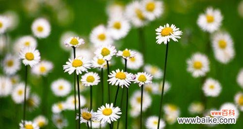 揭秘花语的真相 小雏菊的花语是什么意思？