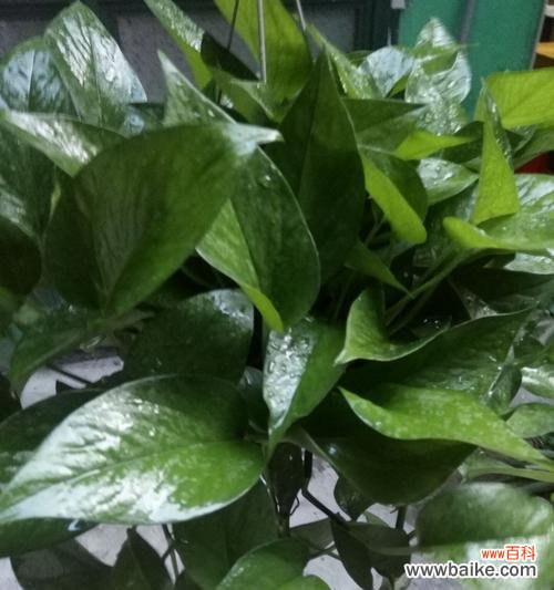 绿萝的5种花语象征与寓意解析，掌握这些你就是绿萝达人！ 绿萝之谜