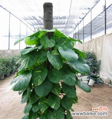 绿萝的5种花语象征与寓意解析，掌握这些你就是绿萝达人！ 绿萝之谜