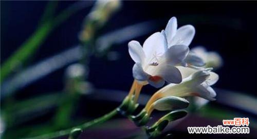 永恒的坚持 以苍兰花之美喻人生坚韧