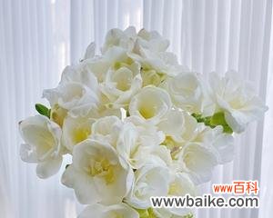 永恒的坚持 以苍兰花之美喻人生坚韧