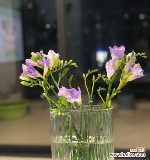 永恒的坚持 以苍兰花之美喻人生坚韧