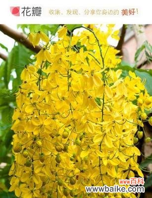 探寻芦荟花语的深意 不夜城芦荟花语，点亮城市生活的美好