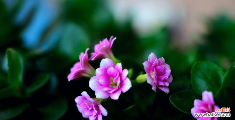 解读长寿花不同颜色的祝福寓意 长寿花的花语之不同颜色的含义