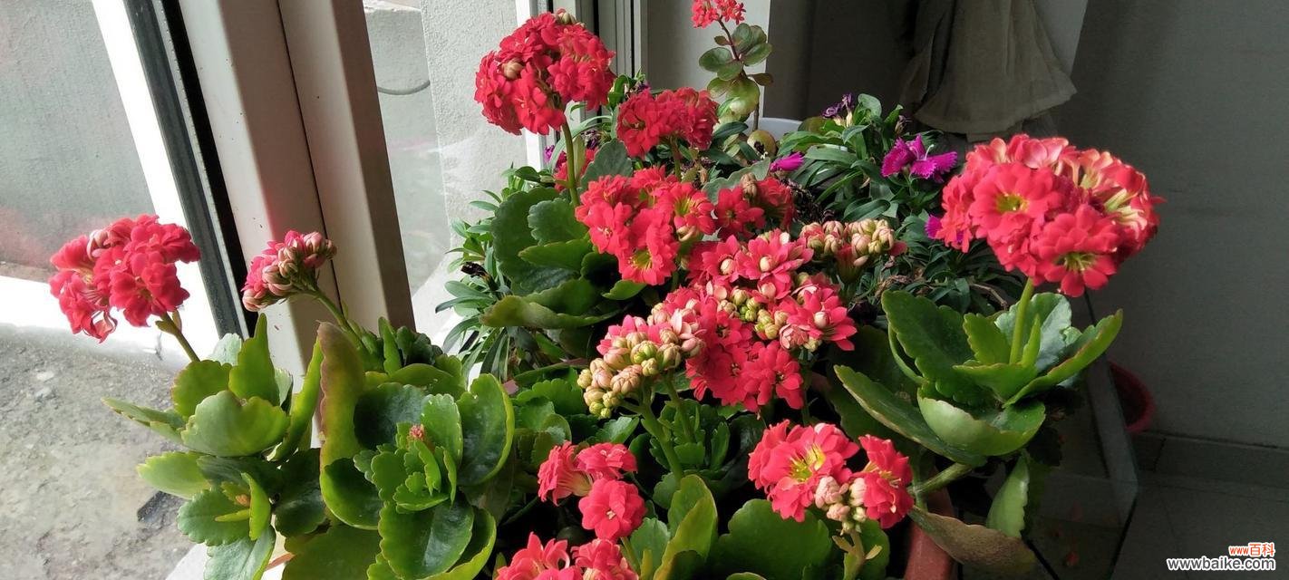 解读长寿花不同颜色的祝福寓意 长寿花的花语之不同颜色的含义