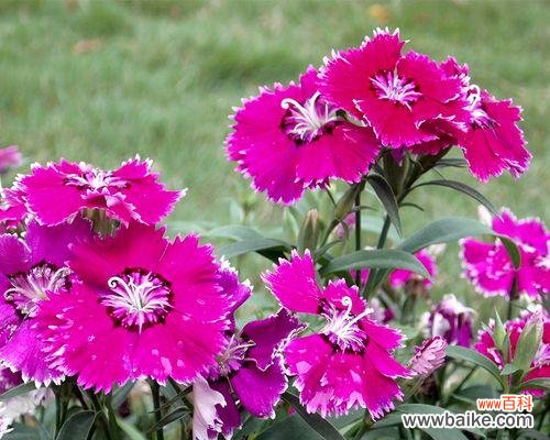 绽放在岁月中的永恒之美 常夏石竹花语-寄托心愿的美丽